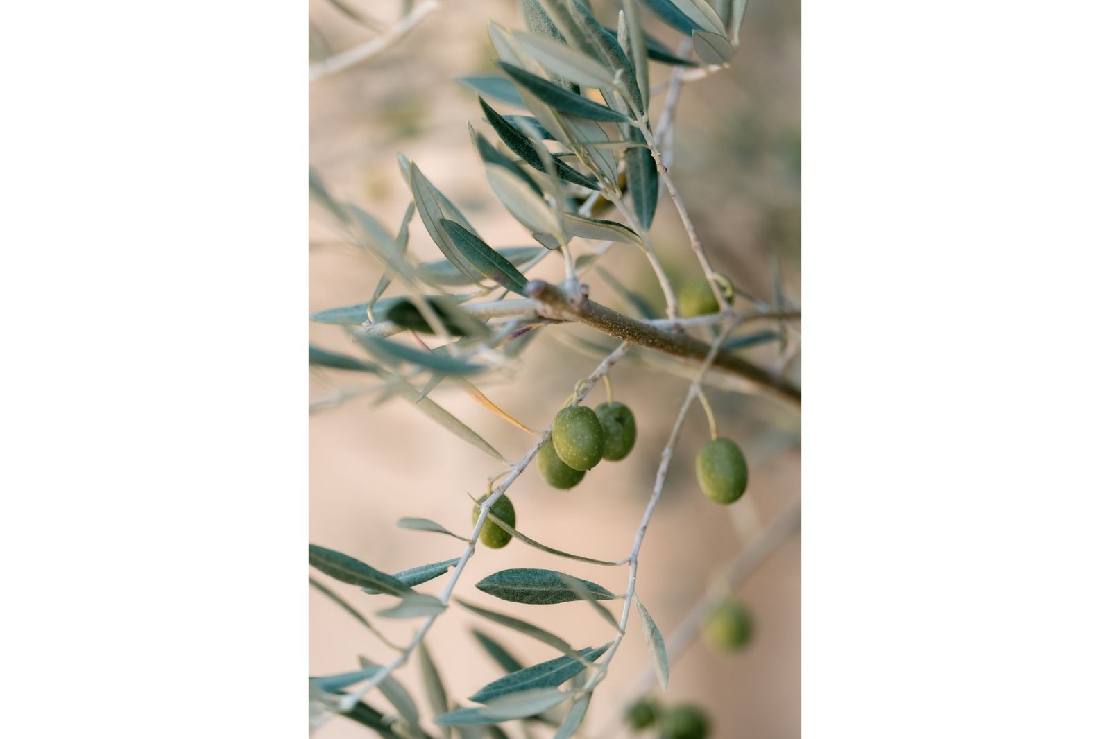 Olive tree
