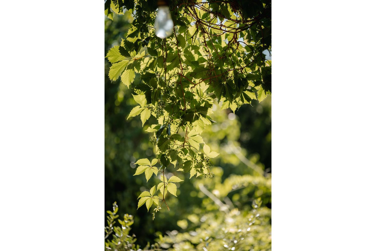 Hochzeit zwischen Weinreben